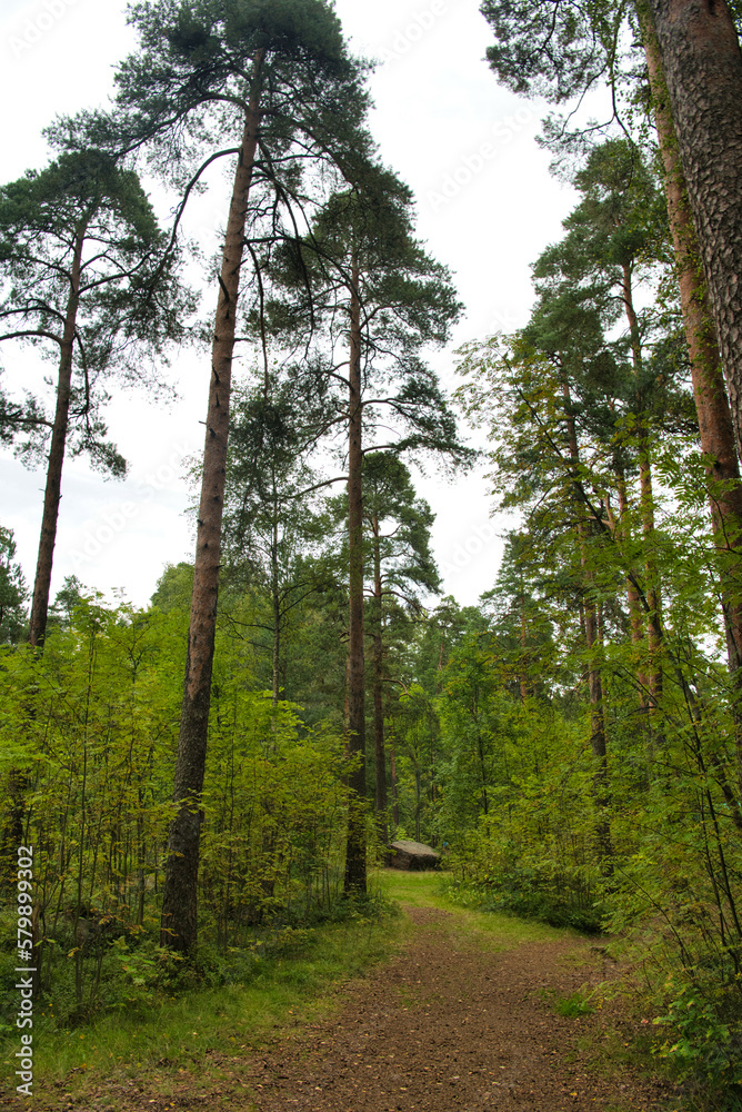 Obraz premium Path in pine forest in Park Mon Repos, Vyborg, Russia