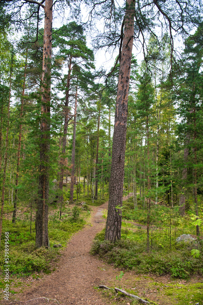 Obraz premium Path in pine forest in Park Mon Repos, Vyborg, Russia