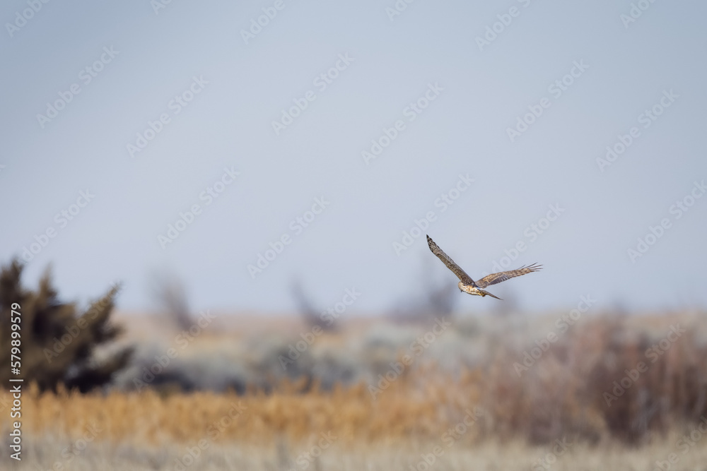 Harrier in Flight Harrier in Flight