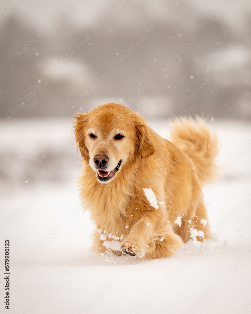 Golden Retriever in Snow