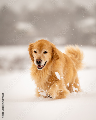 Golden Retriever in Snow