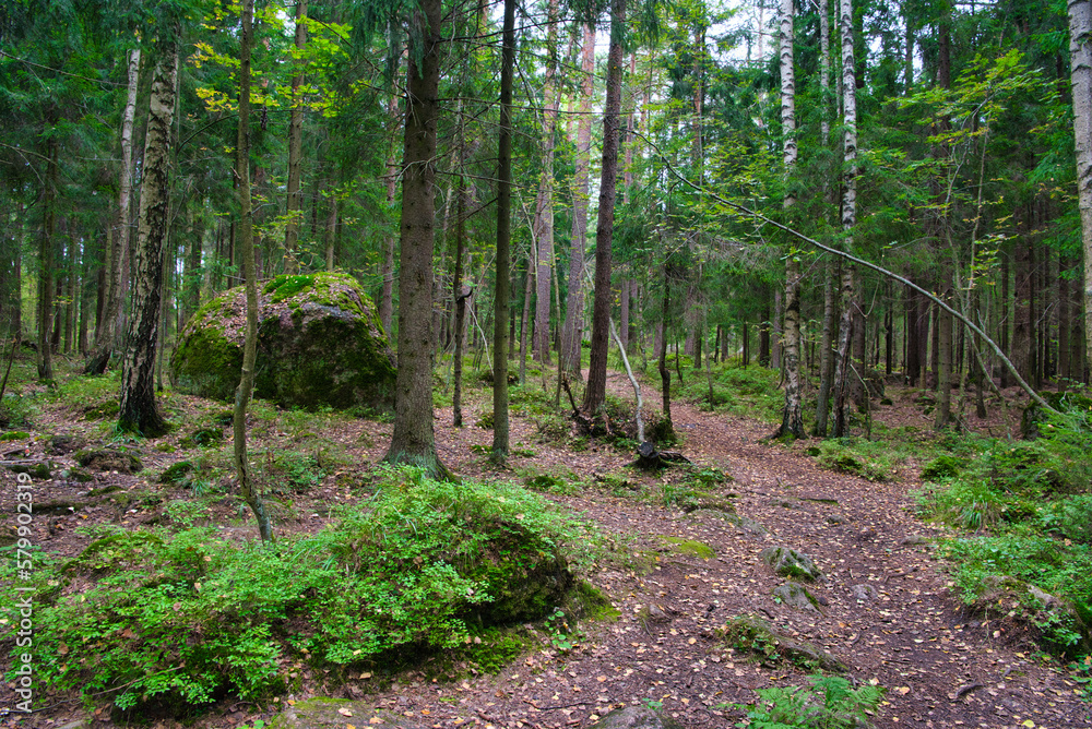Huge boulders stones covered with moss in the pine forest, Park Mon Repos, Vyborg, Russia Huge boulders stones covered with moss in the pine forest, Park Mon Repos, Vyborg, Russia