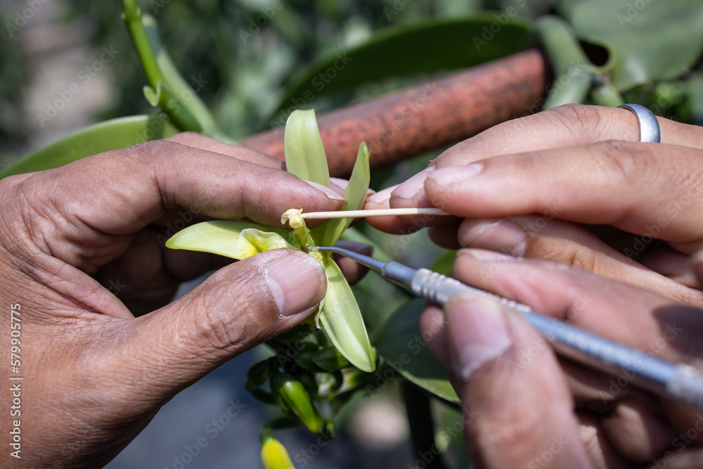 farmers and gardeners pollination vanilla flower by hand to produce new ...