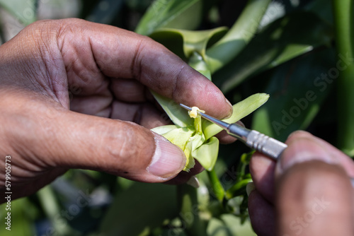 farmers and gardeners pollination vanilla flower by hand to produce new varieties with desirable traits such as disease resistance or higher yields.