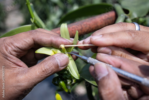 farmers and gardeners pollination vanilla flower by hand to produce new varieties with desirable traits such as disease resistance or higher yields. photo