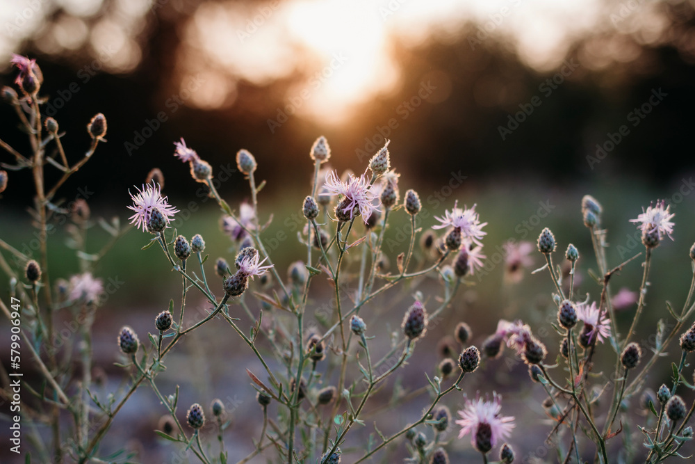 Fototapeta premium flowers in the grass