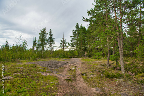 Green glade edge field in mysterious pine forest  Park Mon Repos  Vyborg  Russia