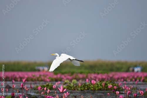 Canvas Print Nong Harn Lake in Thailand with plenty of Lotus flower