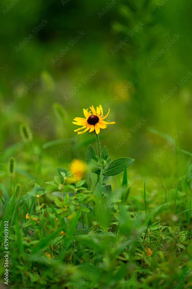 yellow flower in the grass
