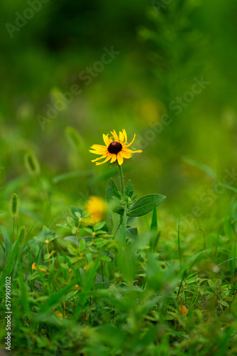 Obraz na płótnie yellow flower in the grass w salonie
