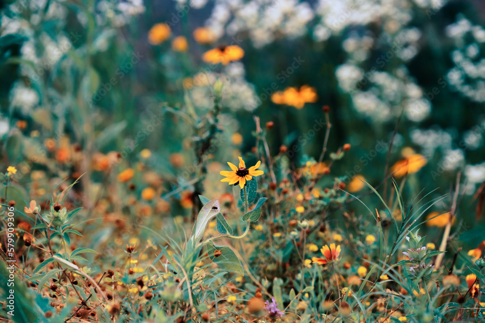 field of flowers