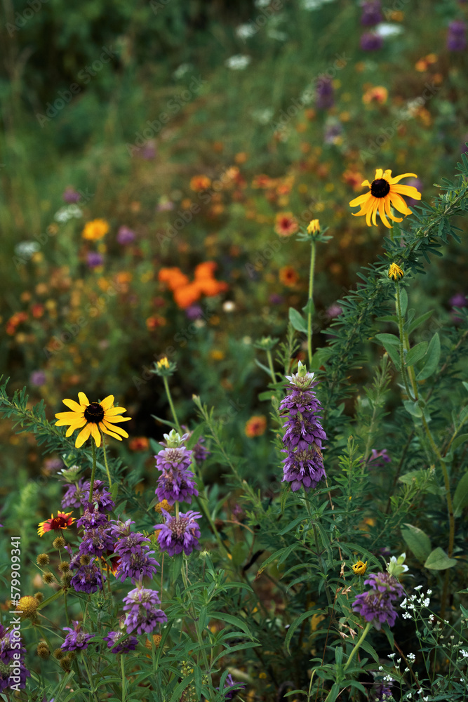 flowers in the garden