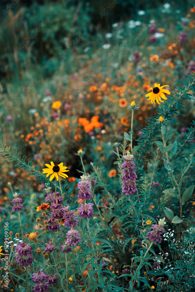 flowers in the garden