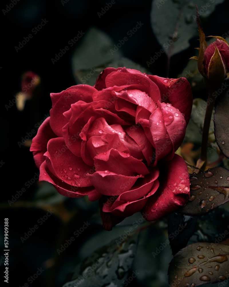 single red rose