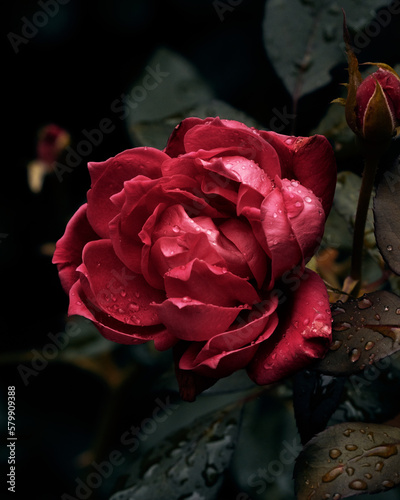 Obraz na płótnie single red rose w salonie