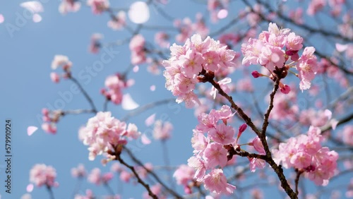 春の晴天の青空に咲く桜　花見・入学・入社・入園・卒業・春のイメージ　舞う花びら追加