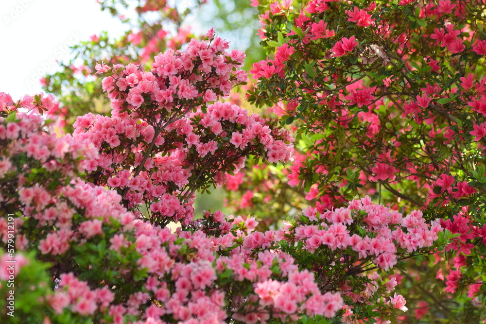 pink flowers in a garden