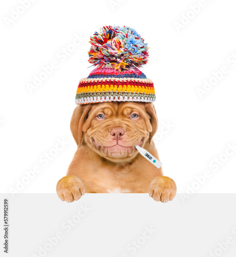 Smiling puppy wearing warm hat holds thermometer in it mouth and looks above empty white banner. isolated on white background © Ermolaev Alexandr