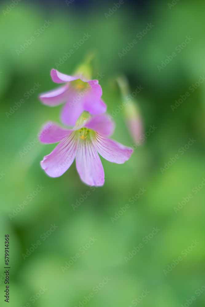 花イメージ 花イメージ