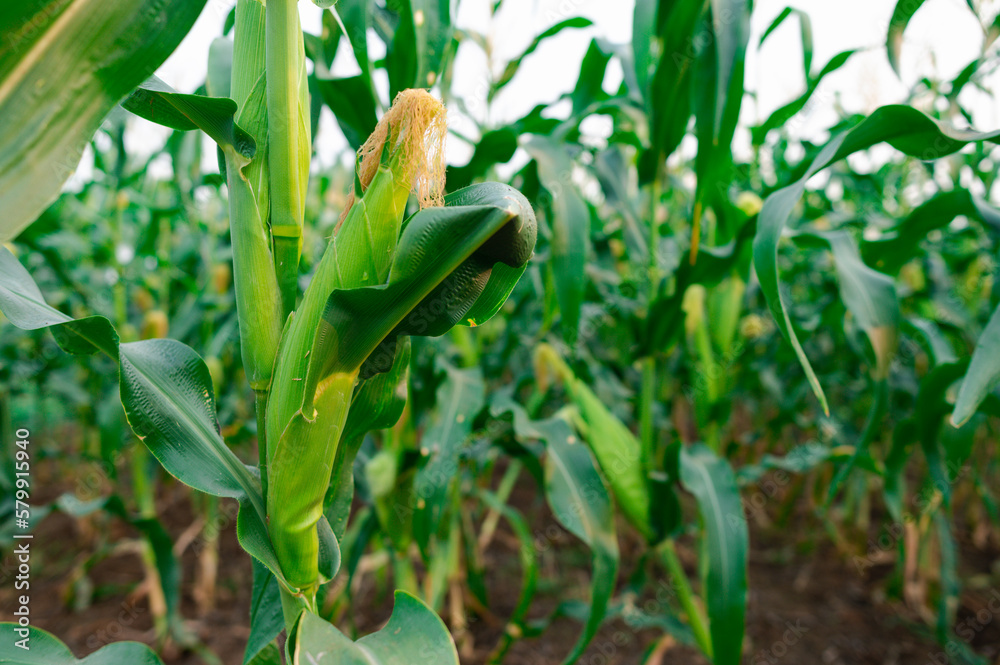 a front selective focus picture of organic young corn field at agriculture farm. a front selective focus picture of organic young corn field at agriculture farm.