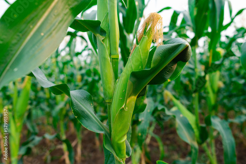 a front selective focus picture of organic young corn field at agriculture farm.