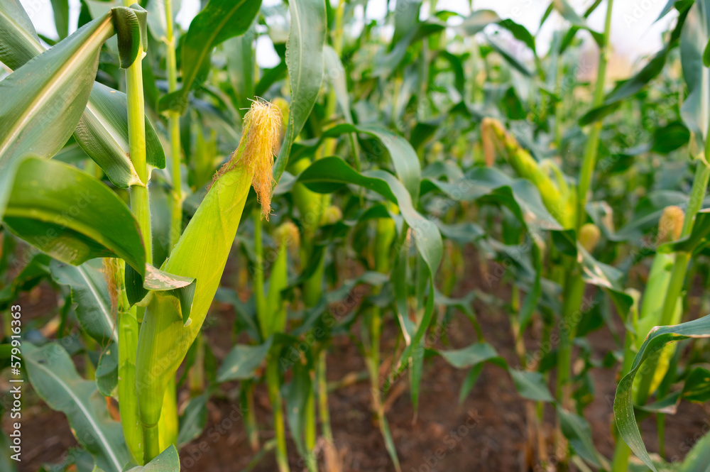 corn on the cob corn on the cob