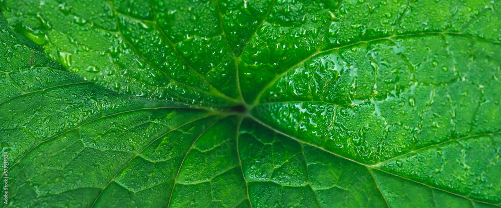 Vivid natural texture of wet green leaf with veins. Minimalist nature background with dew drops on green leaf surface. Beautiful minimal backdrop with droplets on leaf in macro. Nature texture of leaf