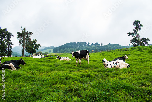 cows in the field