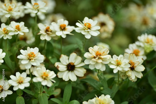 tropical flowers in the park