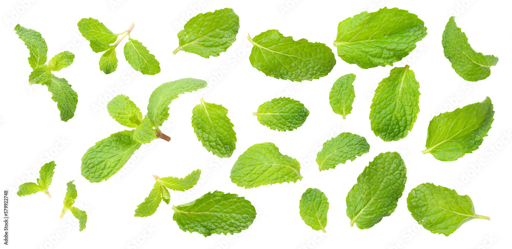Set of Mint leaves isolated on white background. Set of Mint leaves isolated on white background.