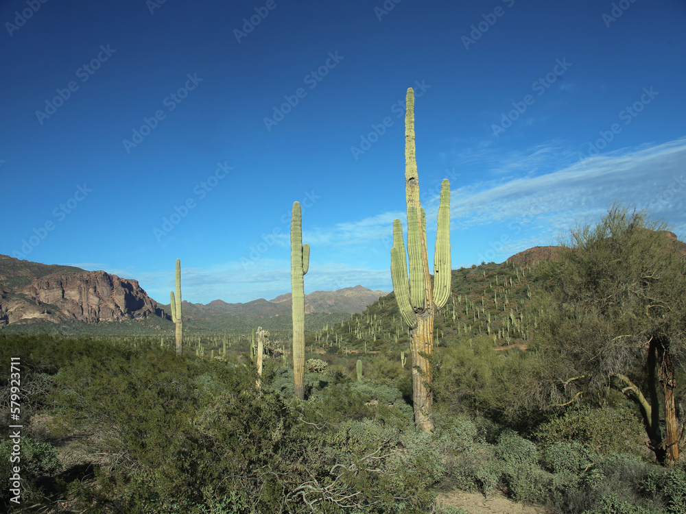 saguaro cactus in arizona