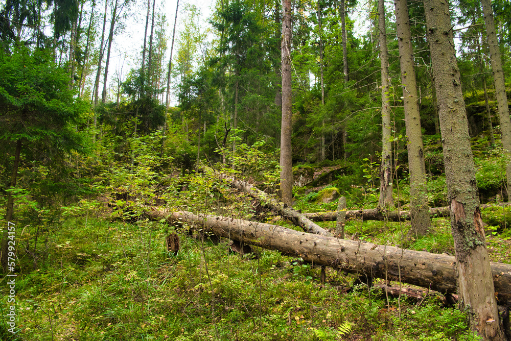 Tree lies in pine forest, Park Mon Repos, Vyborg, Russia Tree lies in pine forest, Park Mon Repos, Vyborg, Russia