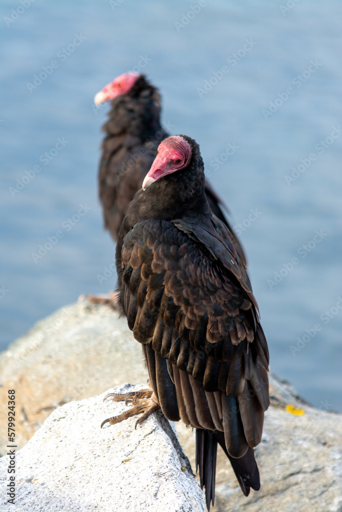 2 Jotes de cabeza colorada (Cathartes aura) 2 Jotes de cabeza colorada (Cathartes aura)