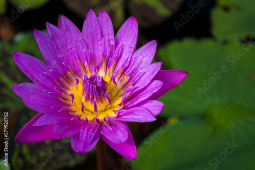 Blooming pink violet lotus with yellow pollen in Hoi An  Vietnam.