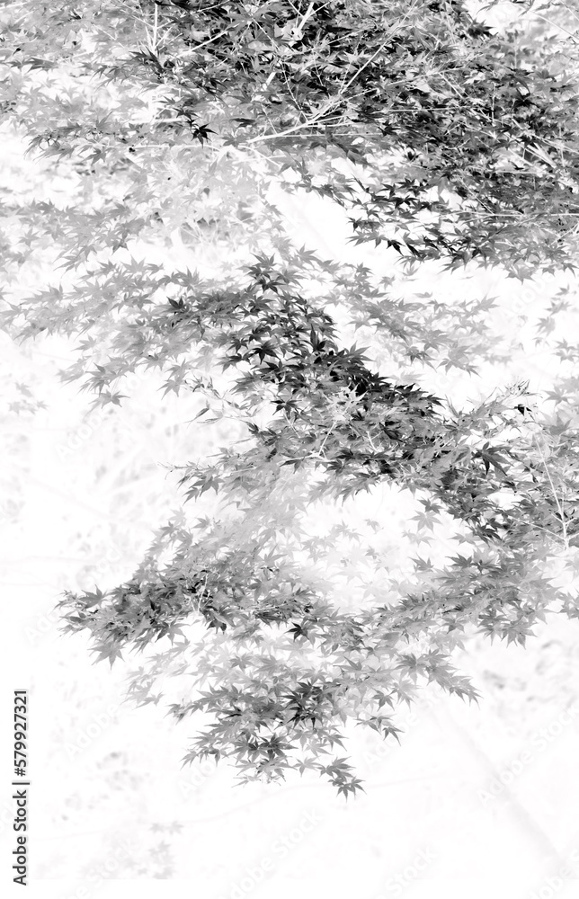 Fototapeta premium 墨絵
