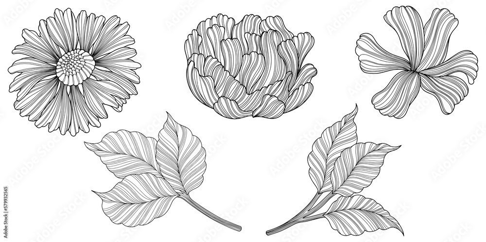 Illustration of abstact flowers and leaves. Line art.