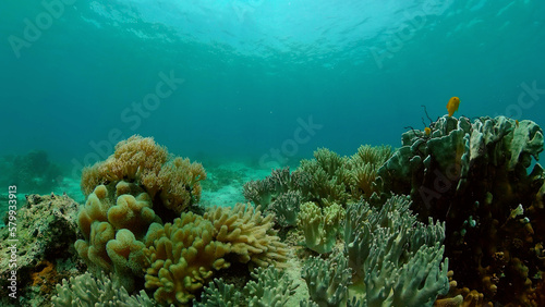 Reef Coral Tropical Garden. Tropical underwater sea fish. Colourful tropical coral reef. Philippines.