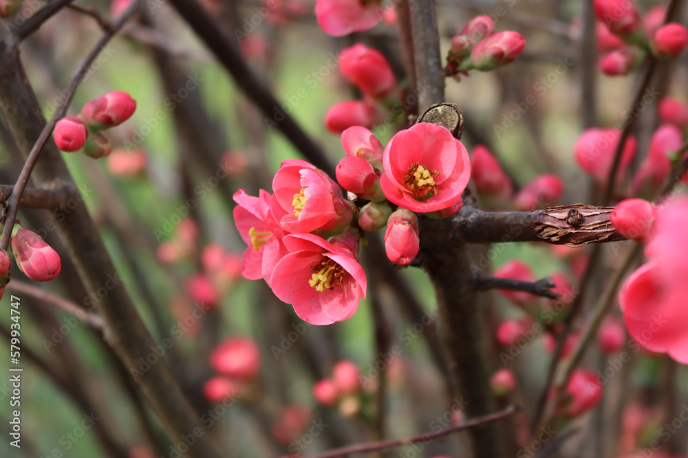 Detail of Cydonia or Chaenomeles japonica bush withl pink flowers. Japanese quince in bloom Detail of Cydonia or Chaenomeles japonica bush withl pink flowers. Japanese quince in bloom
