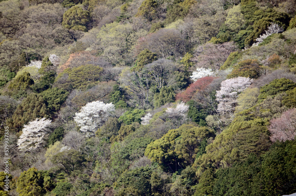 里山と桜