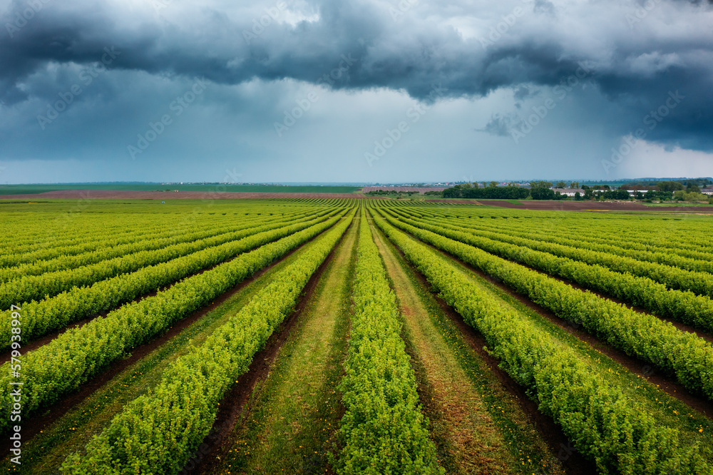 Splendid scene of green rows of black currant bushes and dark storm clouds.