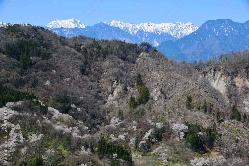 陸郷の山桜（桜仙峡）と残雪の常念山脈