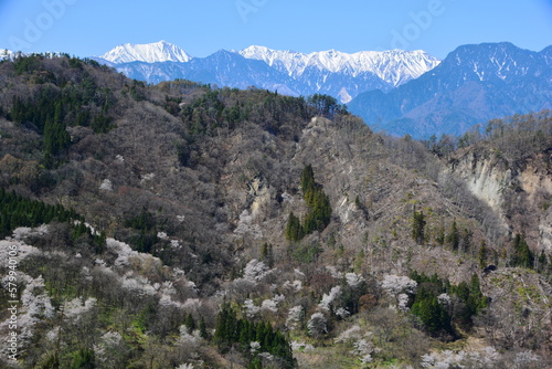 陸郷の山桜（桜仙峡）と残雪の常念山脈
