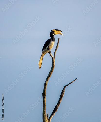 Konstfotografi Malabar pied hornbill