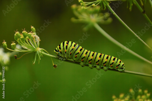 A close up picture of a swallowtail (Papilio machaon) butterfly. Green caterpillar. © Ungureanu