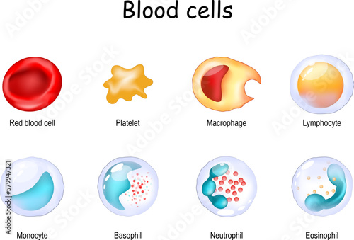 blood cell and Cells of the immune system