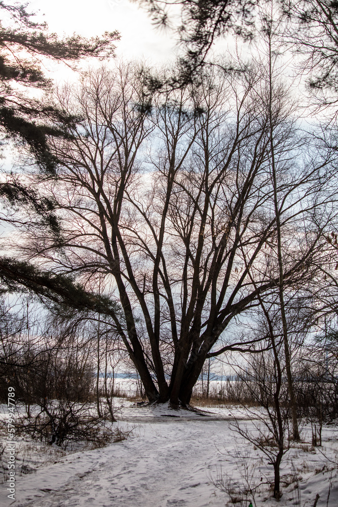 Tree in the snow in winter. Nature. Tree in the snow in winter. Nature.