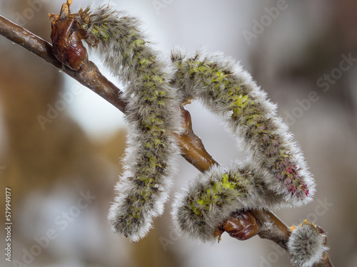 Canvas Print Nahaufnahme von weibliche Blütenkätzchen die an einen kleinen Zweig der Pappel (Populus tremula) wachsen