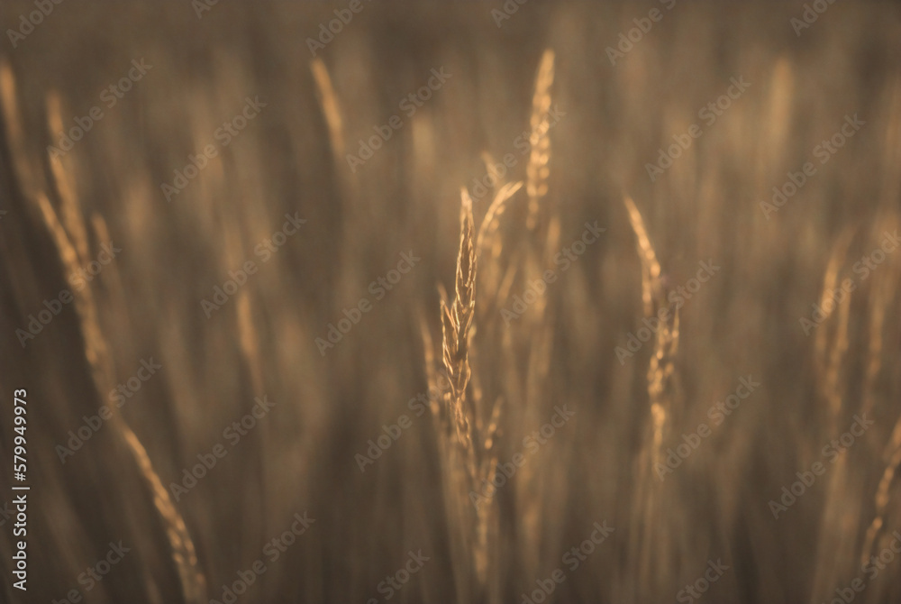 shallow depth of field of grain crop