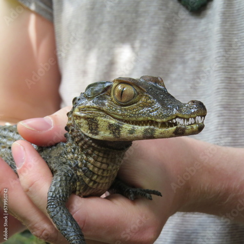 young spectacled caiman – Caiman crocodilus photo