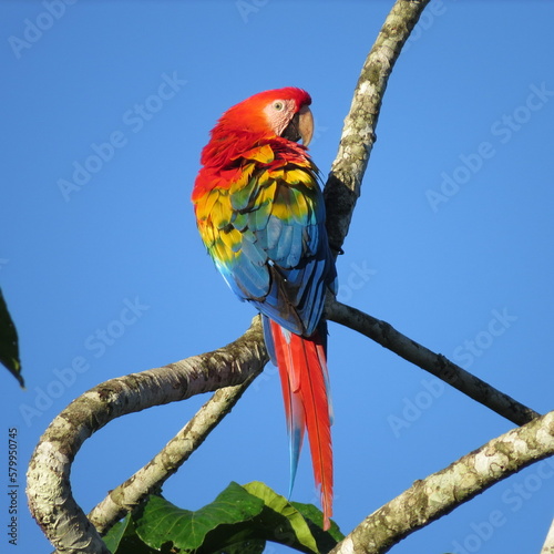 The scarlet macaw  – Ara macao Wildlife in Peru 